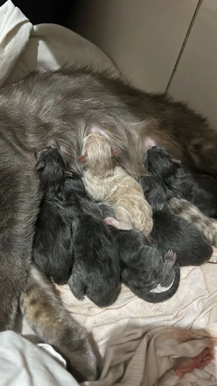 Gato raça SRD-ViraLata idade Abaixo de 2 meses nome Cinzentos
