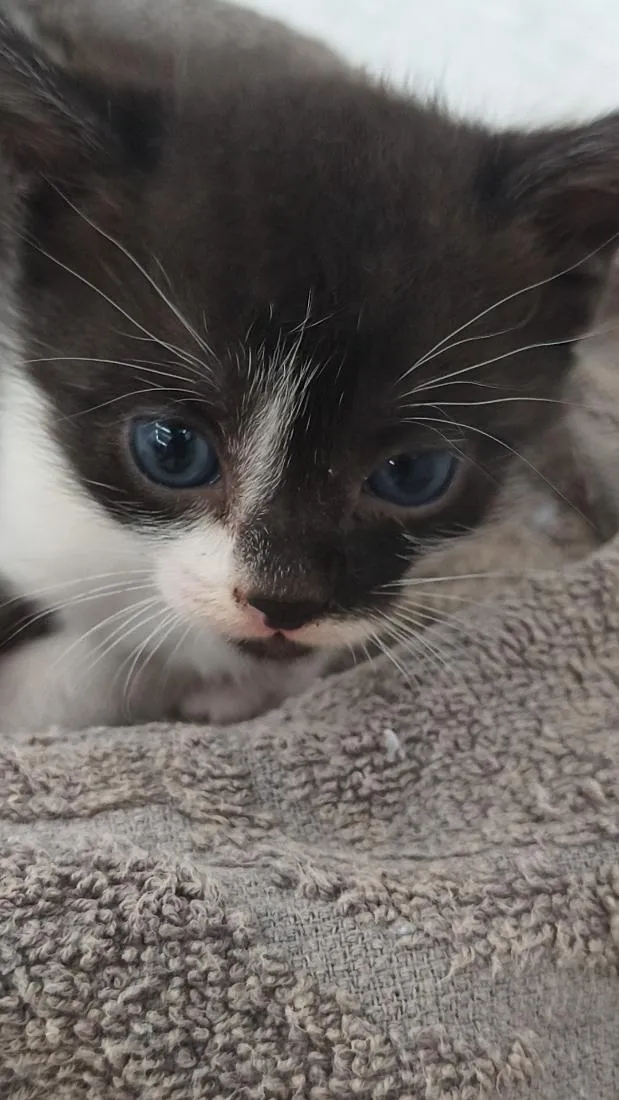 Gato raça SRD-ViraLata idade Abaixo de 2 meses nome Neymar e Liza