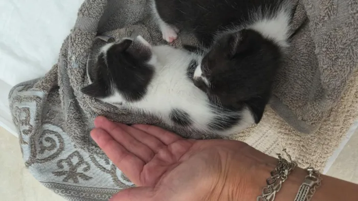 Gato raça SRD-ViraLata idade Abaixo de 2 meses nome Neymar e Liza