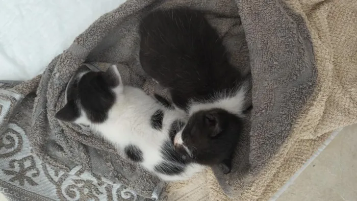 Gato raça SRD-ViraLata idade Abaixo de 2 meses nome Neymar e Liza