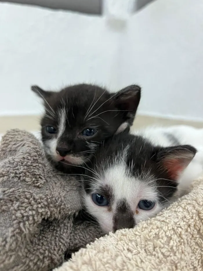 Gato raça SRD-ViraLata idade Abaixo de 2 meses nome Neymar e Liza