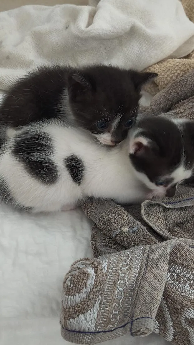 Gato raça SRD-ViraLata idade Abaixo de 2 meses nome Neymar e Liza