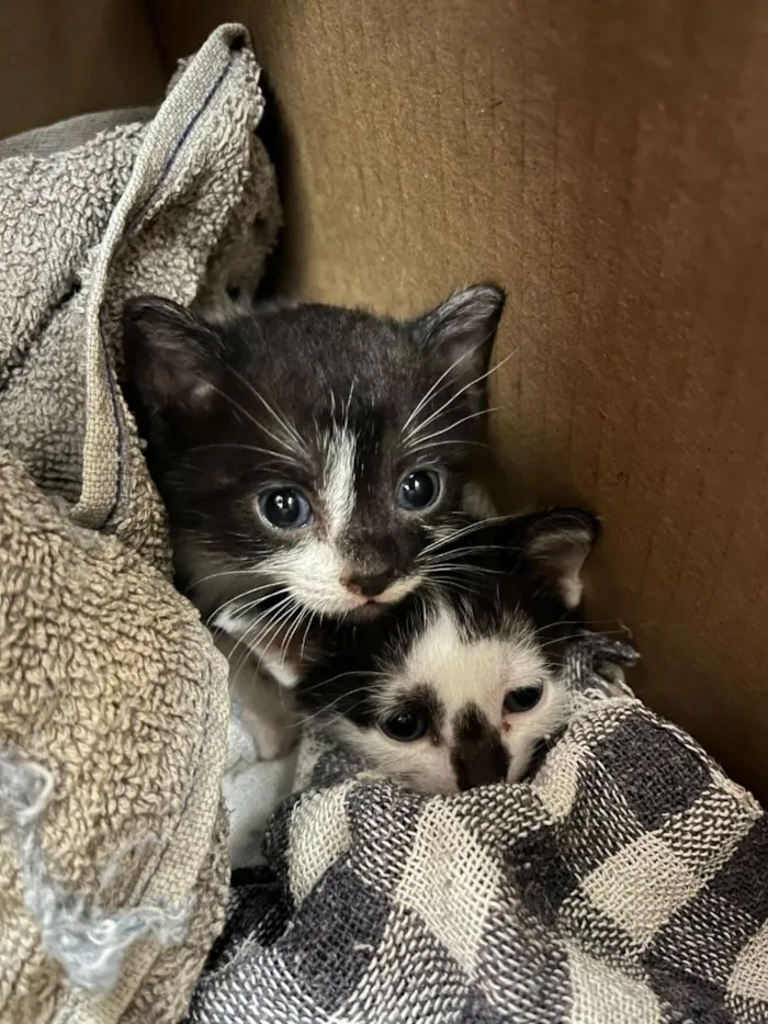 Gato raça SRD-ViraLata idade Abaixo de 2 meses nome Neymar e Liza