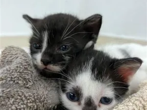 Gato raça SRD-ViraLata idade Abaixo de 2 meses nome Neymar e Liza