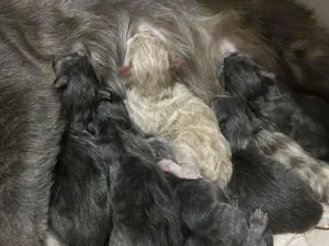 Gato raça SRD-ViraLata idade Abaixo de 2 meses nome Cinzentos