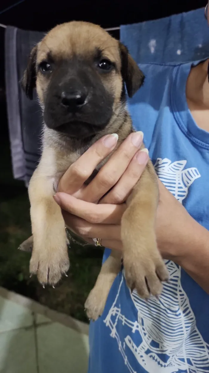 Cachorro raça SRD-ViraLata idade Abaixo de 2 meses nome Fêmea 