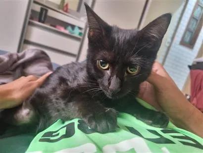 Gato raça SRD-ViraLata idade 2 a 6 meses nome banguela