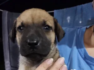 Cachorro raça SRD-ViraLata idade Abaixo de 2 meses nome Fêmea 