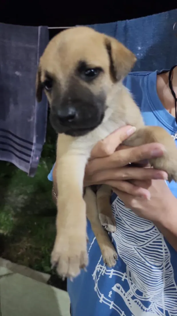 Cachorro raça SRD-ViraLata idade Abaixo de 2 meses nome Fêmea 2 sem nome ainda