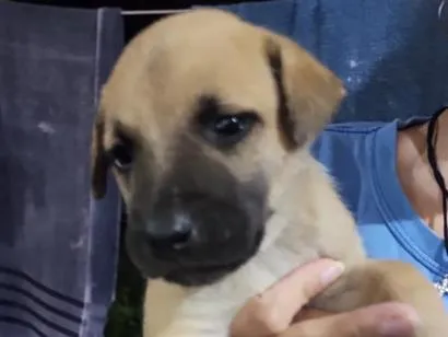 Cachorro raça SRD-ViraLata idade Abaixo de 2 meses nome Fêmea 2 sem nome ainda