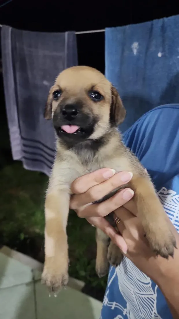 Cachorro raça SRD-ViraLata idade Abaixo de 2 meses nome Femea 3 sem nome ainda