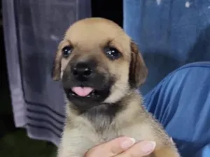 Cachorro raça SRD-ViraLata idade Abaixo de 2 meses nome Femea 3 sem nome ainda