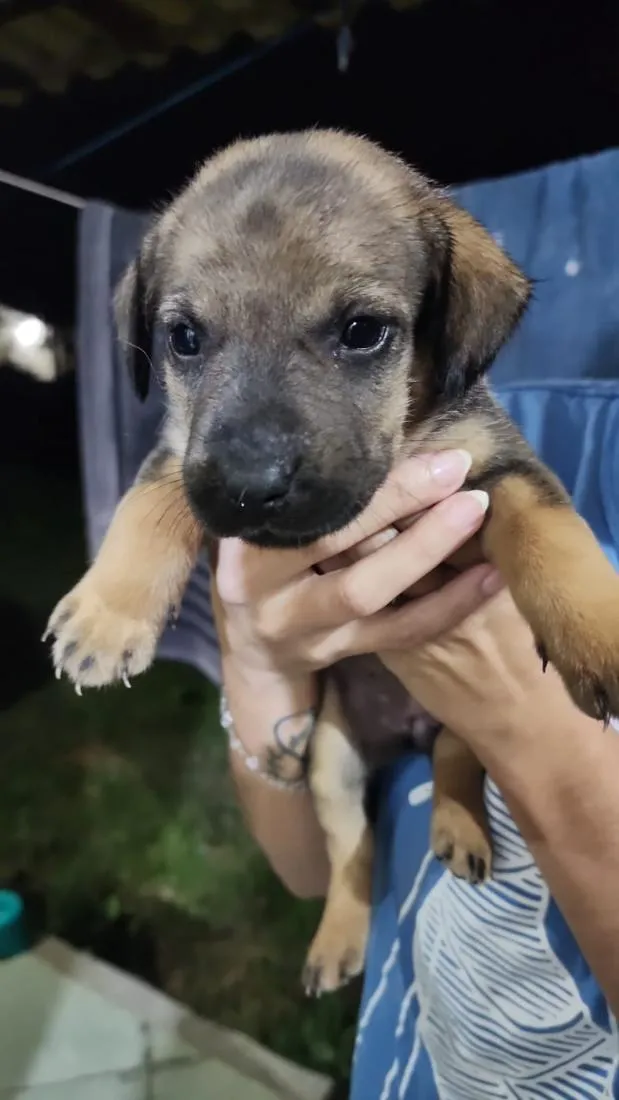 Cachorro raça SRD-ViraLata idade Abaixo de 2 meses nome Femea 4 sem nome ainda