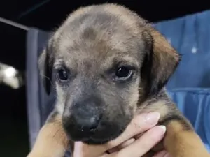 Cachorro raça SRD-ViraLata idade Abaixo de 2 meses nome Femea 4 sem nome ainda