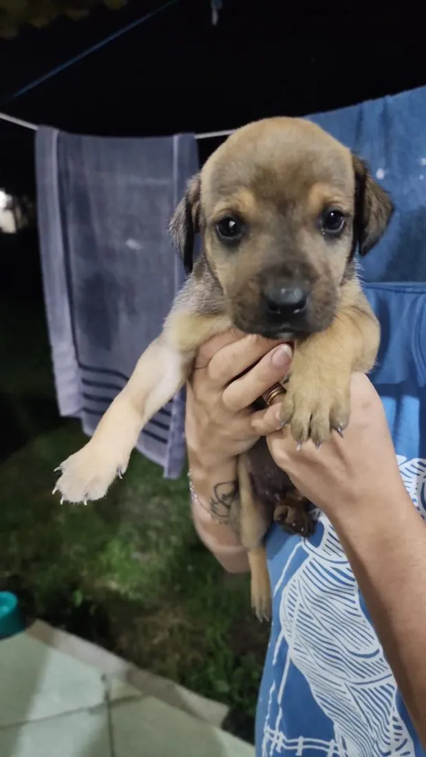 Cachorro raça SRD-ViraLata idade Abaixo de 2 meses nome Macho 1 sem nome ainda 