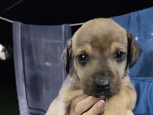 Cachorro raça SRD-ViraLata idade Abaixo de 2 meses nome Macho 1 sem nome ainda 