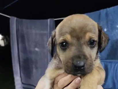 Cachorro raça SRD-ViraLata idade Abaixo de 2 meses nome Macho 1 sem nome ainda 