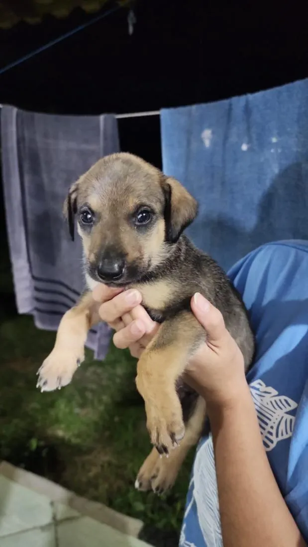 Cachorro raça SRD-ViraLata idade Abaixo de 2 meses nome Macho 2 sem nome ainda 