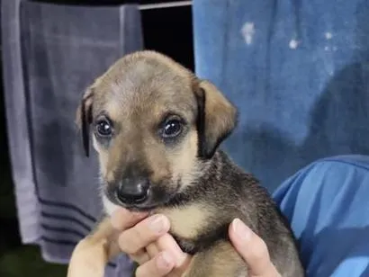 Cachorro raça SRD-ViraLata idade Abaixo de 2 meses nome Macho 2 sem nome ainda 