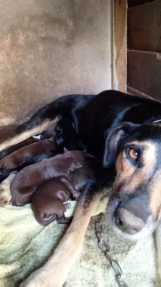 Cachorro raça SRD-ViraLata idade 2 anos nome Sem nome