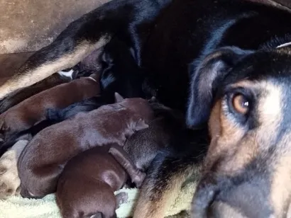 Cachorro raça SRD-ViraLata idade 2 anos nome Sem nome