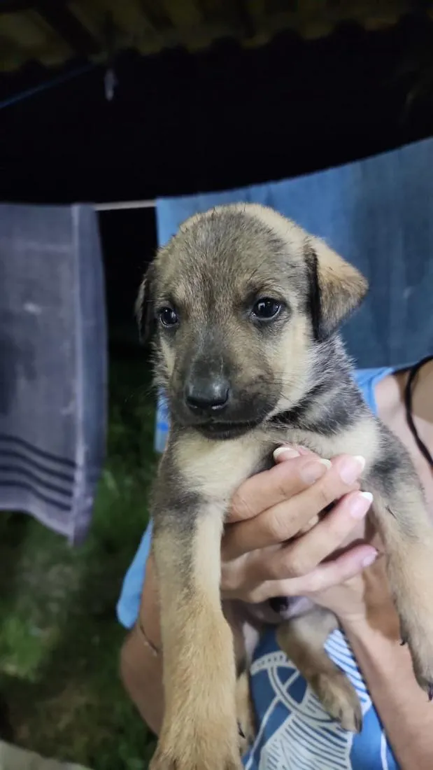 Cachorro raça SRD-ViraLata idade Abaixo de 2 meses nome Macho 3 sem nome ainda 