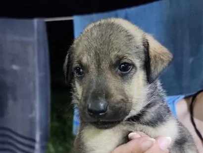 Cachorro raça SRD-ViraLata idade Abaixo de 2 meses nome Macho 3 sem nome ainda 