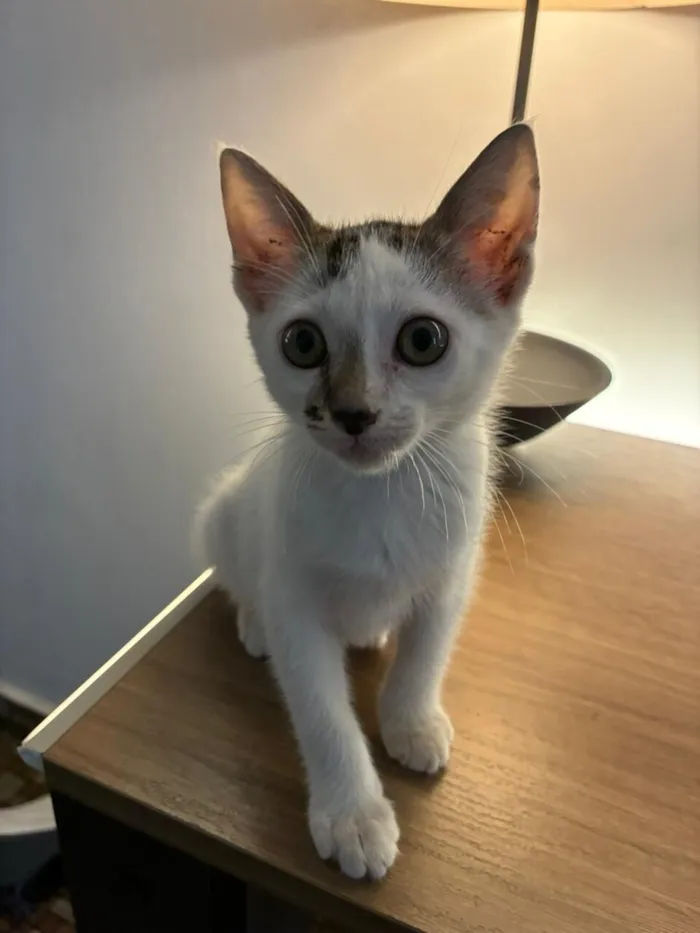 Gato raça SRD-ViraLata idade 2 a 6 meses nome July