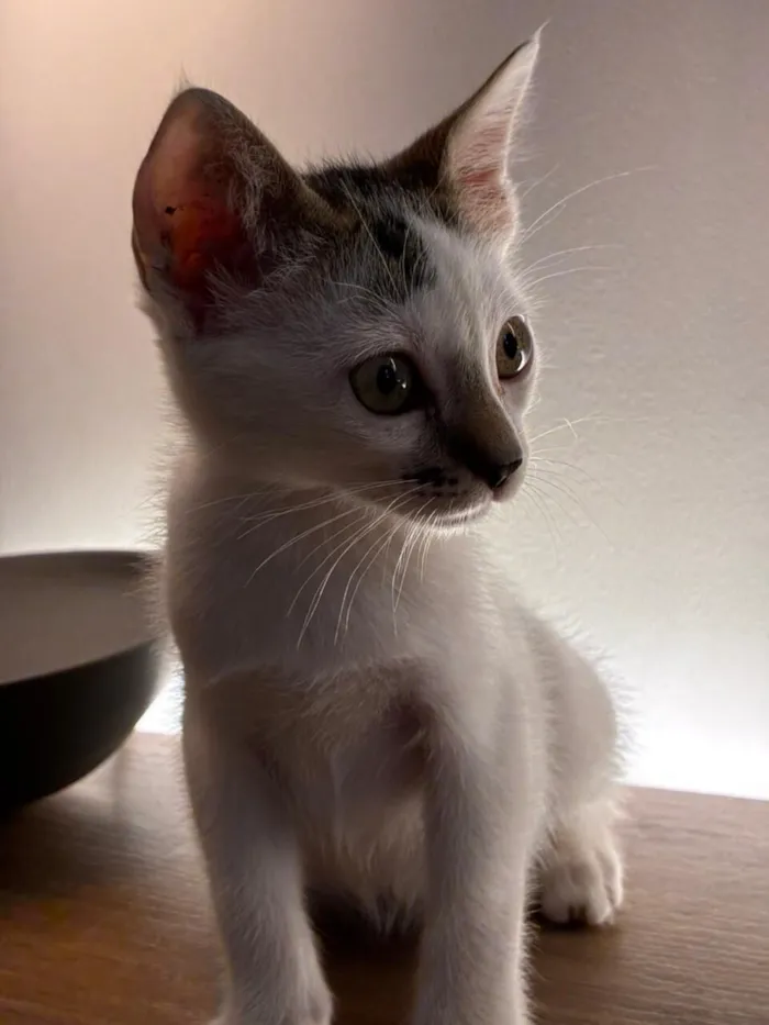 Gato raça SRD-ViraLata idade 2 a 6 meses nome July