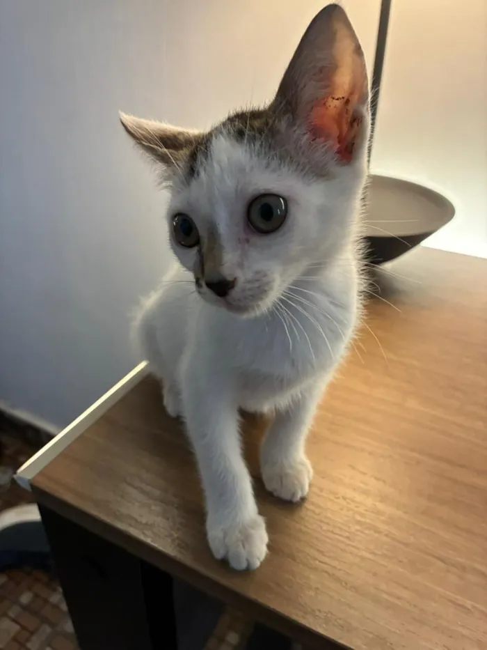 Gato raça SRD-ViraLata idade 2 a 6 meses nome July