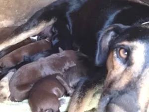 Cachorro raça SRD-ViraLata idade 2 anos nome Sem nome