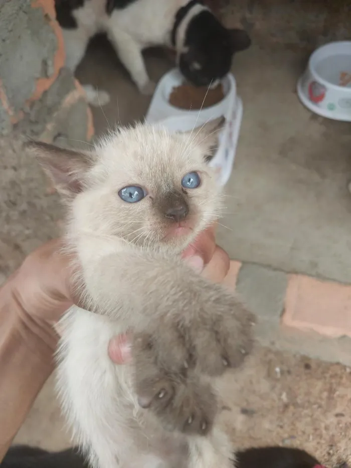Gato raça SRD-ViraLata idade Abaixo de 2 meses nome Sem nome