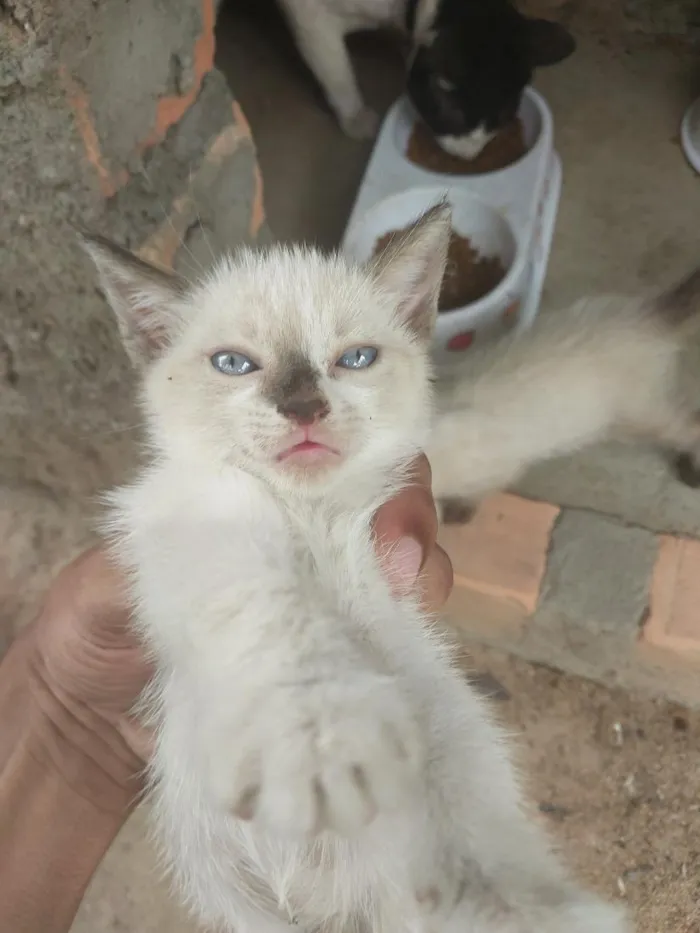 Gato raça SRD-ViraLata idade Abaixo de 2 meses nome Sem nome