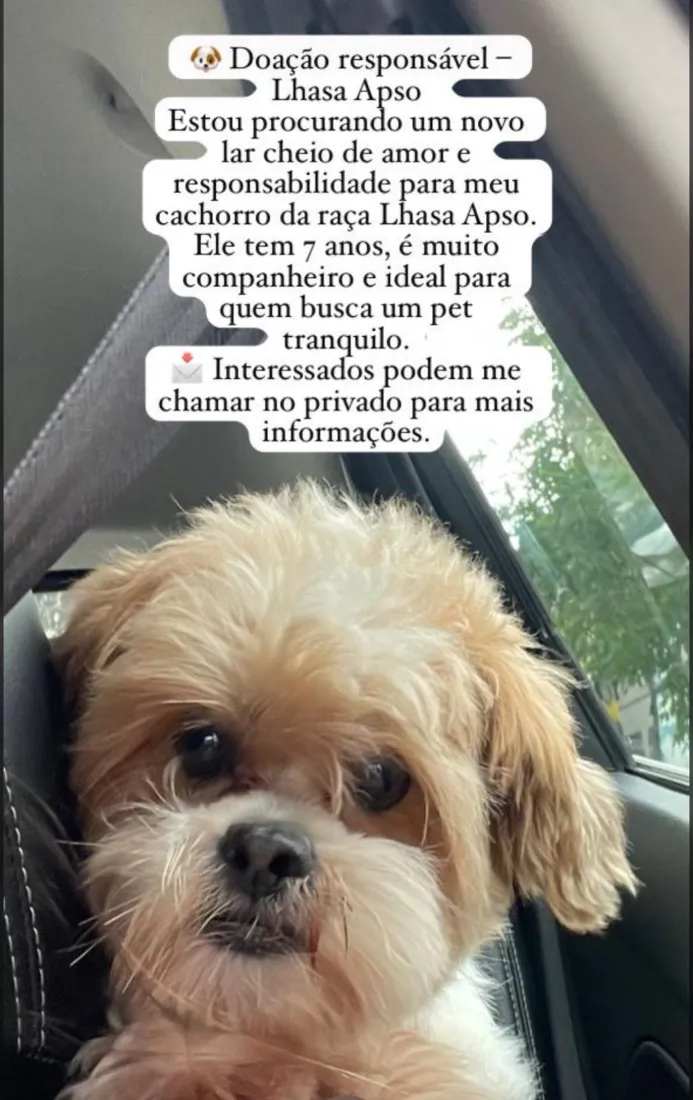 Cachorro raça Lhasa Apso idade 6 ou mais anos nome Paco José 
