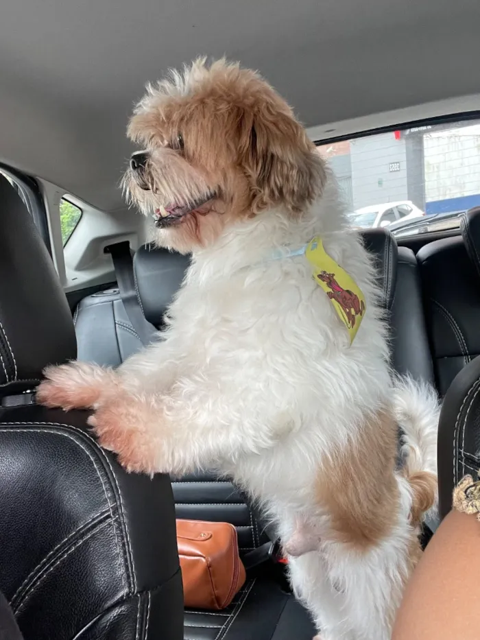 Cachorro raça Lhasa Apso idade 6 ou mais anos nome Paco José 