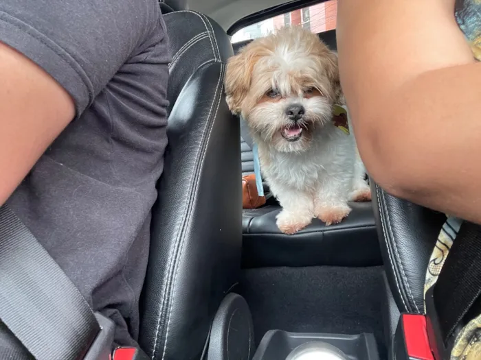 Cachorro raça Lhasa Apso idade 6 ou mais anos nome Paco José 