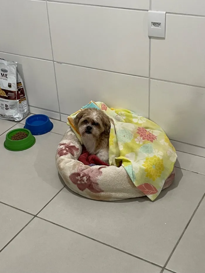 Cachorro raça Lhasa Apso idade 6 ou mais anos nome Paco José 