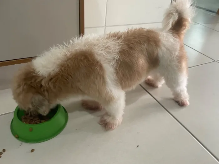 Cachorro raça Lhasa Apso idade 6 ou mais anos nome Paco José 