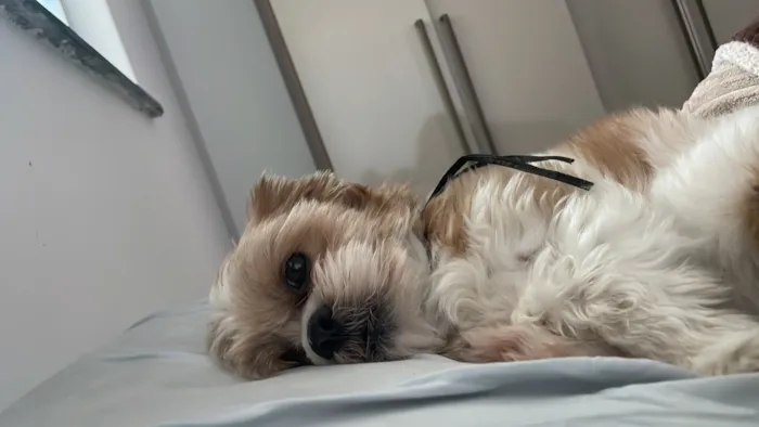 Cachorro raça Lhasa Apso idade 6 ou mais anos nome Paco José 