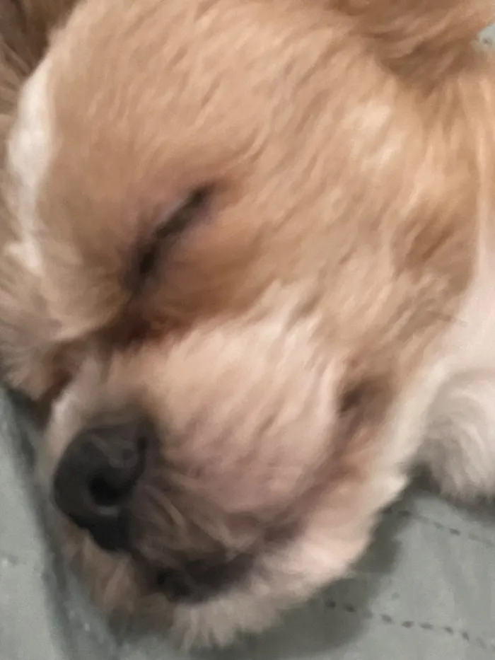 Cachorro raça Lhasa Apso idade 6 ou mais anos nome Paco José 