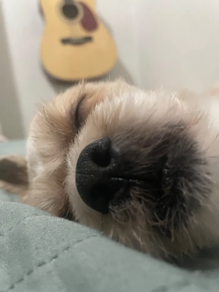 Cachorro raça Lhasa Apso idade 6 ou mais anos nome Paco José 