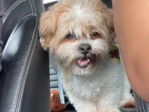 Cachorro raça Lhasa Apso idade 6 ou mais anos nome Paco José 