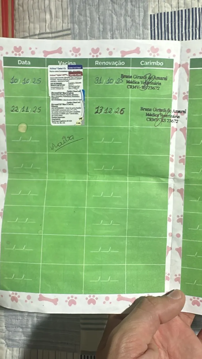 Cachorro raça SRD-ViraLata idade 1 ano nome Fred (51 998976172)