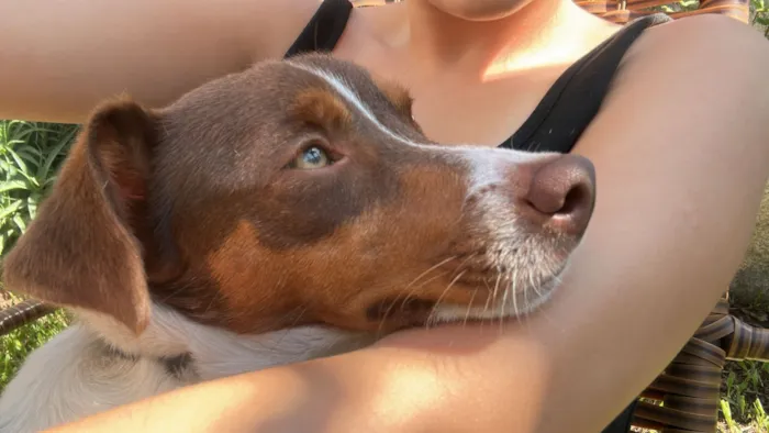 Cachorro raça SRD-ViraLata idade 1 ano nome Fred (51 998976172)