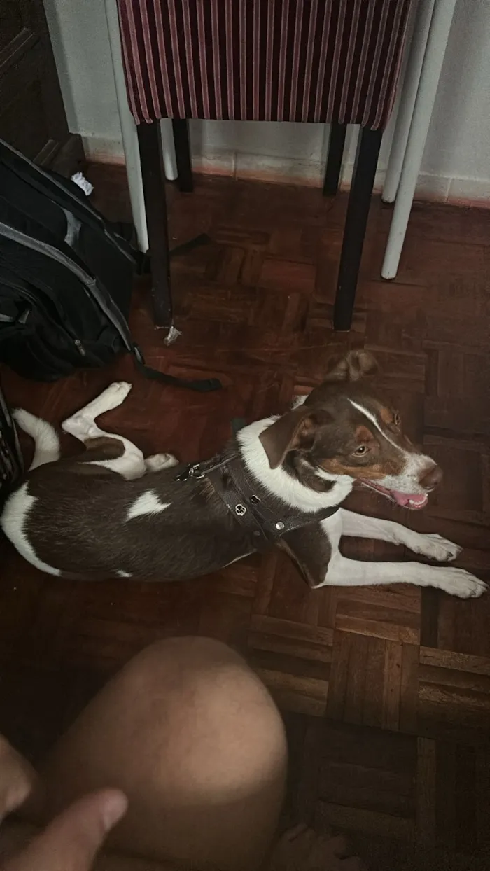 Cachorro raça SRD-ViraLata idade 1 ano nome Fred (51 998976172)