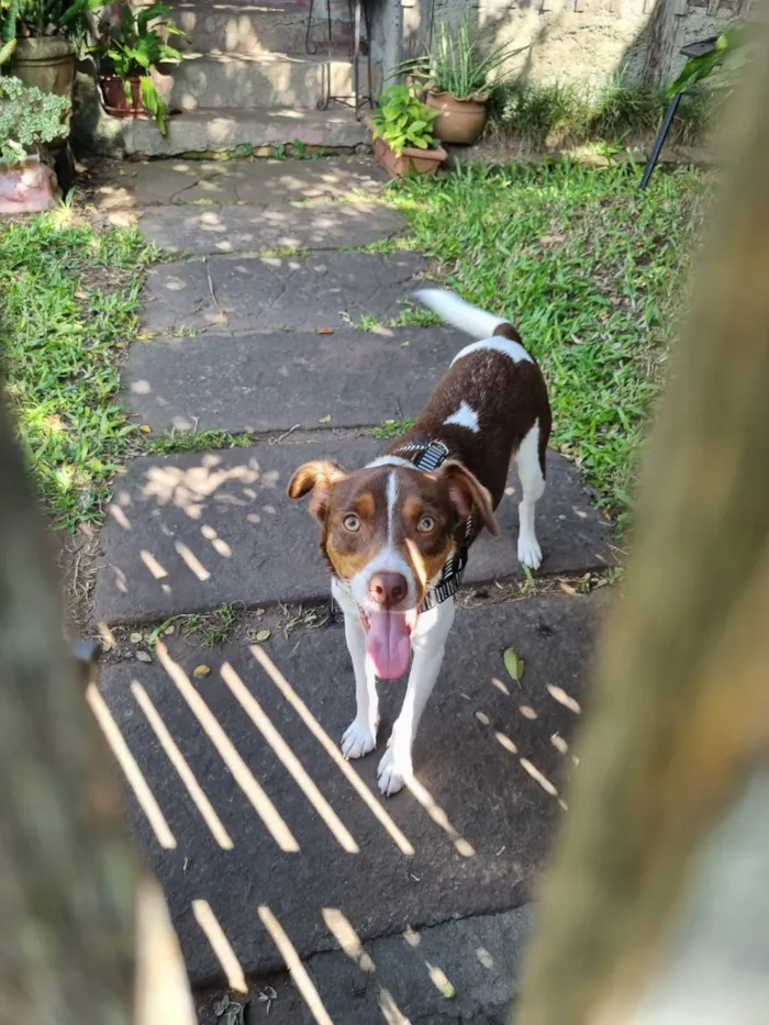 Cachorro raça SRD-ViraLata idade 1 ano nome Fred (51 998976172)