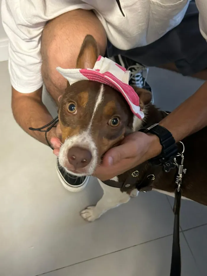 Cachorro raça SRD-ViraLata idade 1 ano nome Fred (51 998976172)