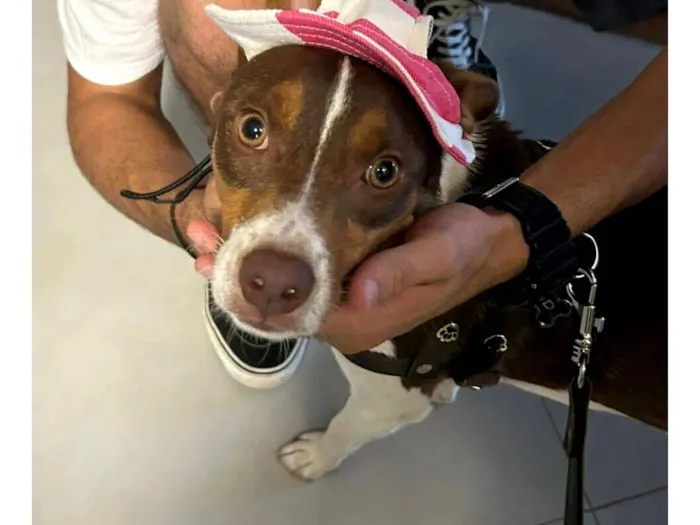 Cachorro raça SRD-ViraLata idade 1 ano nome Fred (51 998976172)