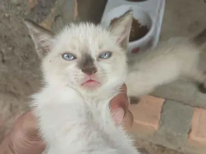 Gato raça SRD-ViraLata idade Abaixo de 2 meses nome Sem nome