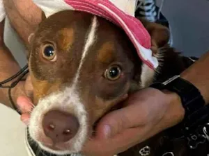 Cachorro raça SRD-ViraLata idade 1 ano nome Fred (51 998976172)